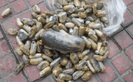 کشف 80 بسته تریاک از معده 2 مسافر اتوبوس در قاینات