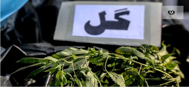 کشف یک تن ماده مخدر &laquo;گل&raquo; در اسدآباد