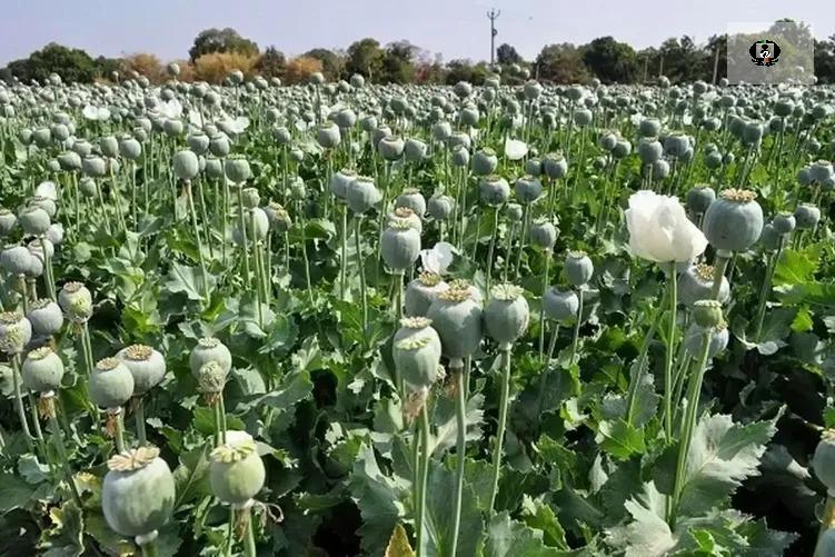کشف محموله عظیم مواد مخدر در تهران / هزار و 117 خرده&zwnj;فروش دستگیر شدند